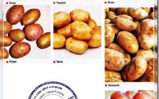 Сорта картофеля для ярославской области