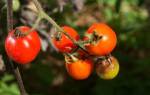 Как избавиться от фитофторы в теплице на помидорах