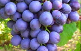 Сорта винограда для ростовской области