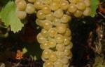 Цитронный магарача сорт винограда