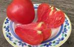 Сорт томата вельможа