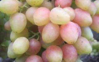 Сорт винограда анжелика