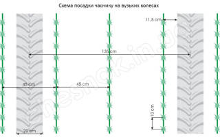 Когда садить чеснок на зиму в украине