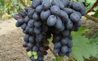 Сорта винограда бурдака