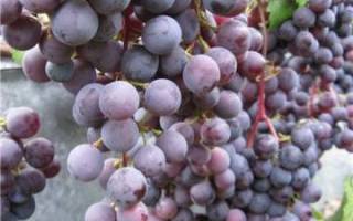 Сорт винограда загадка шарова