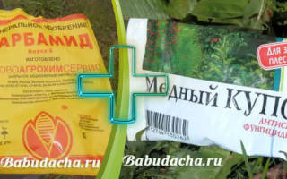 Опрыскивание плодовых деревьев весной мочевиной и медным купоросом