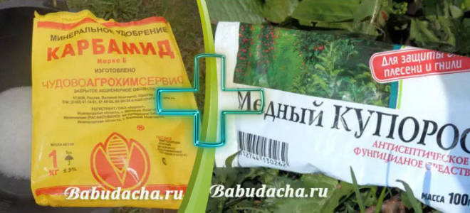 Опрыскивание плодовых деревьев весной мочевиной и медным купоросом