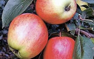 Сорта яблонь для нижегородской области