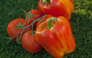 Чем подкармливать рассаду помидор и перцев после пикировки