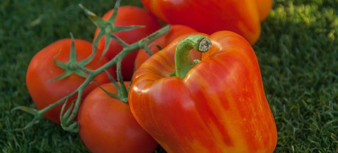 Чем подкармливать рассаду помидор и перцев после пикировки