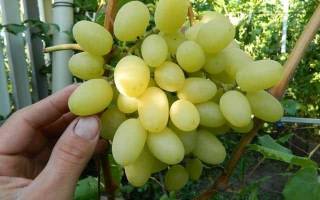 Сорта винограда для волгоградской области