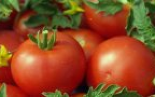Салатные сорта томатов