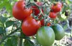 Сорта помидор без пасынкования для теплиц