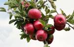 Морозоустойчивые сорта яблонь