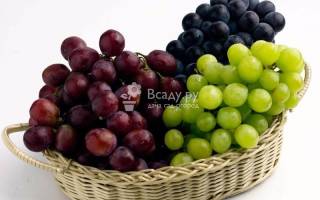 Универсальные сорта винограда