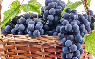 Виноград молдова описание сорта