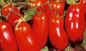 Сорта помидор не требующие пасынкования для открытого грунта