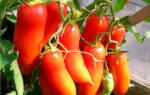 Итальянские сорта томатов