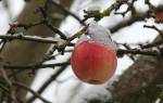 Подмерзла яблоня что делать
