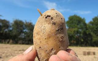 Жуки вредители картофеля