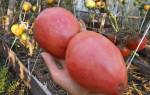 Сорт томата орлиный клюв