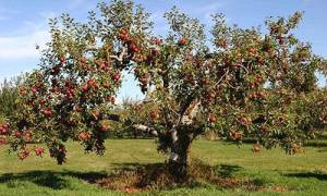 Можно ли обрезать яблони в августе